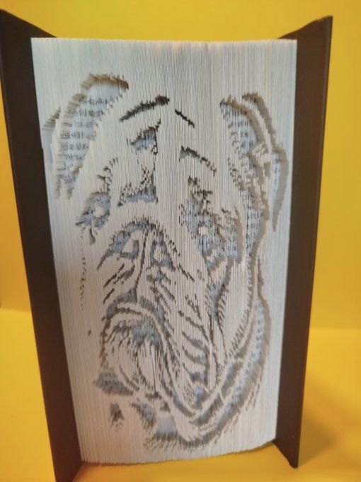 Bouledogue (coupé plié)