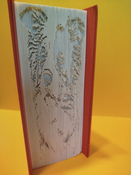 Border. Collie ( coupé plié)