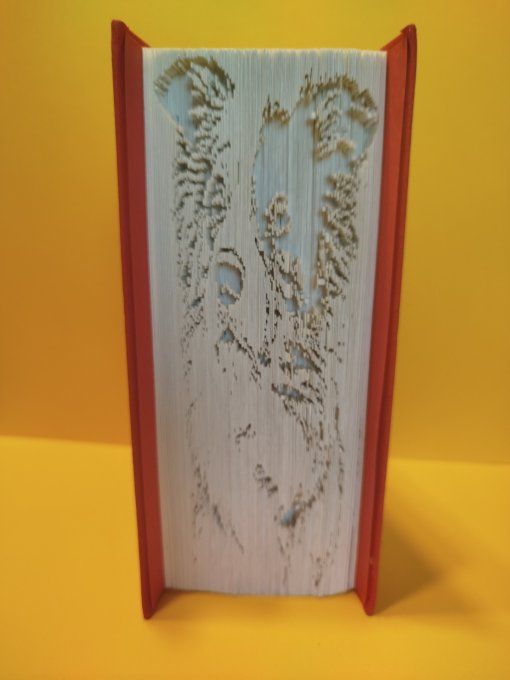 Border. Collie ( coupé plié)