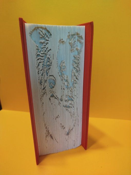 Border. Collie ( coupé plié)