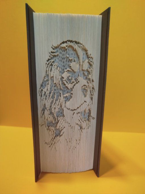 Cavalier king charles ( coupé plié)