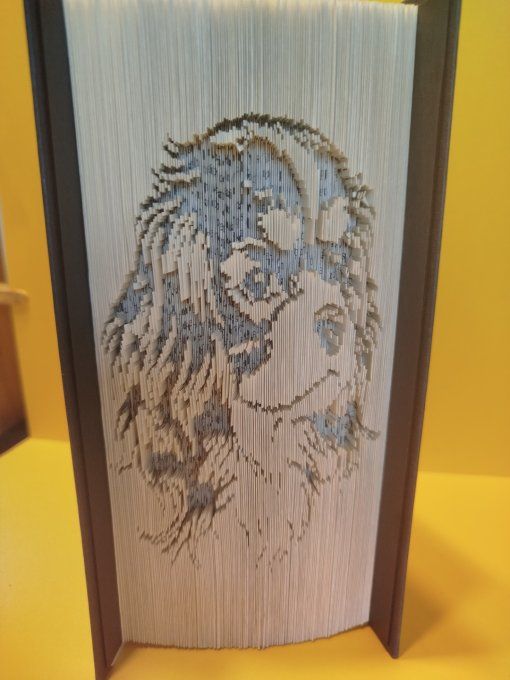 Cavalier king charles ( coupé plié)