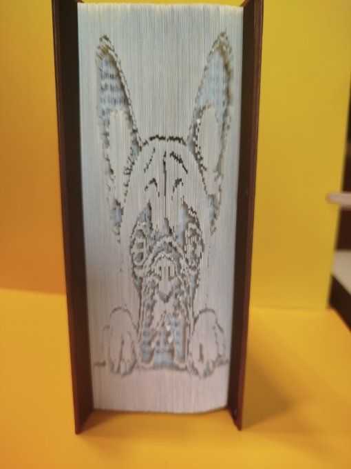 Bouledogue français ( coupé plié)